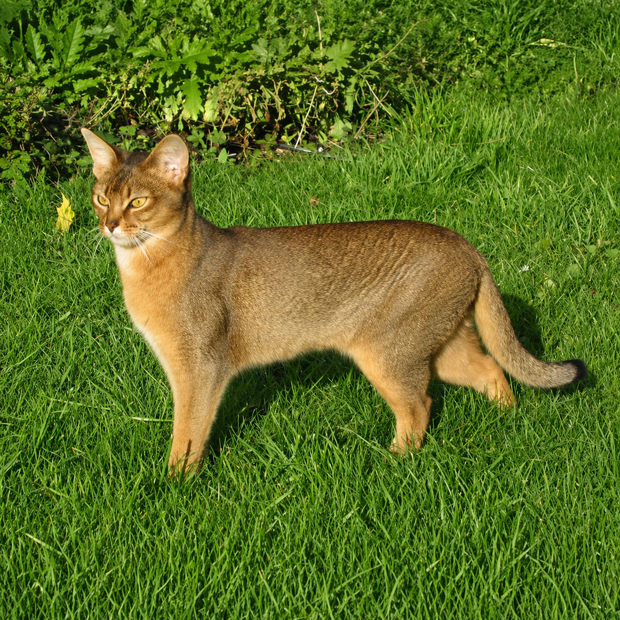 Usual Abyssinian cat in the garden