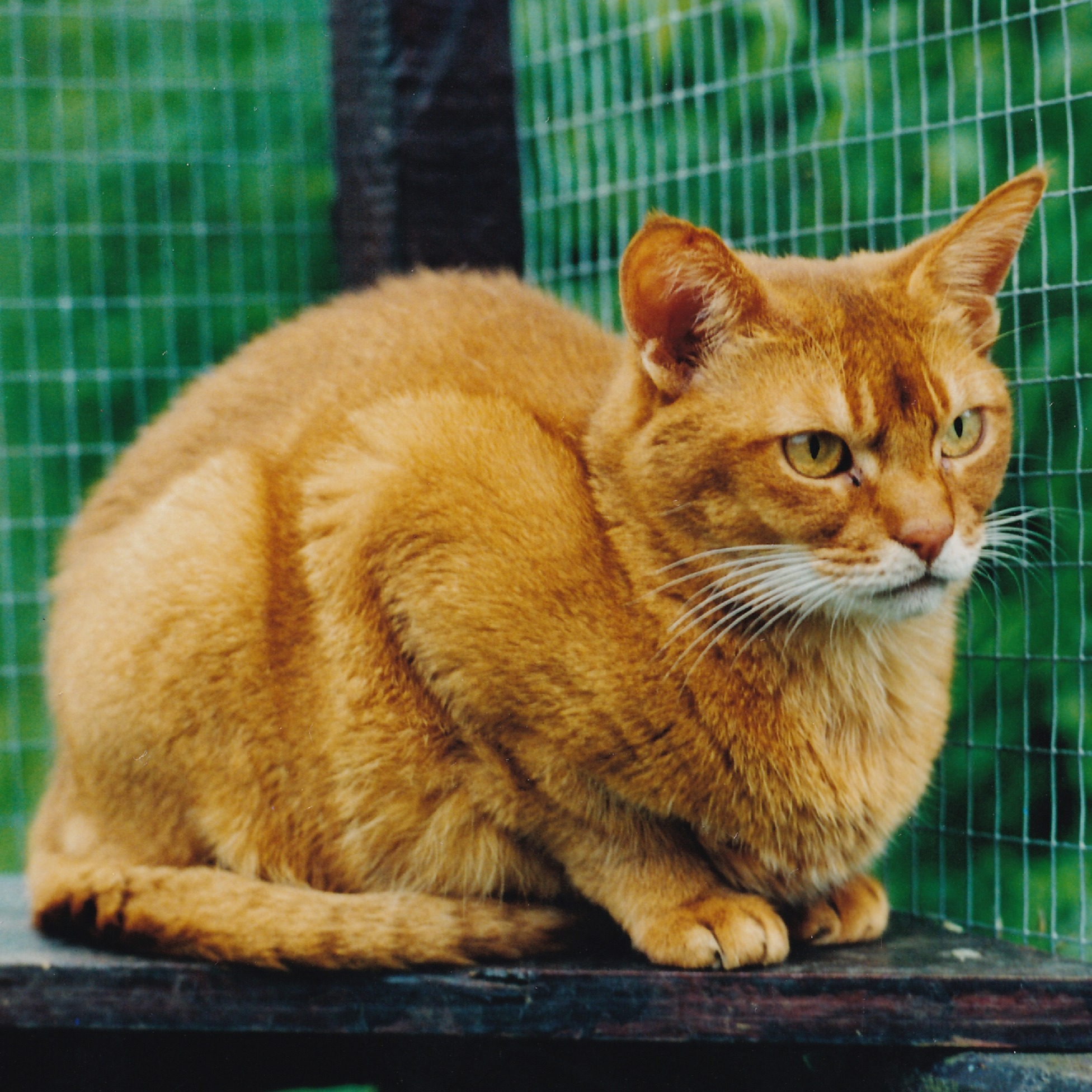 Sorrel Abyssinian cat