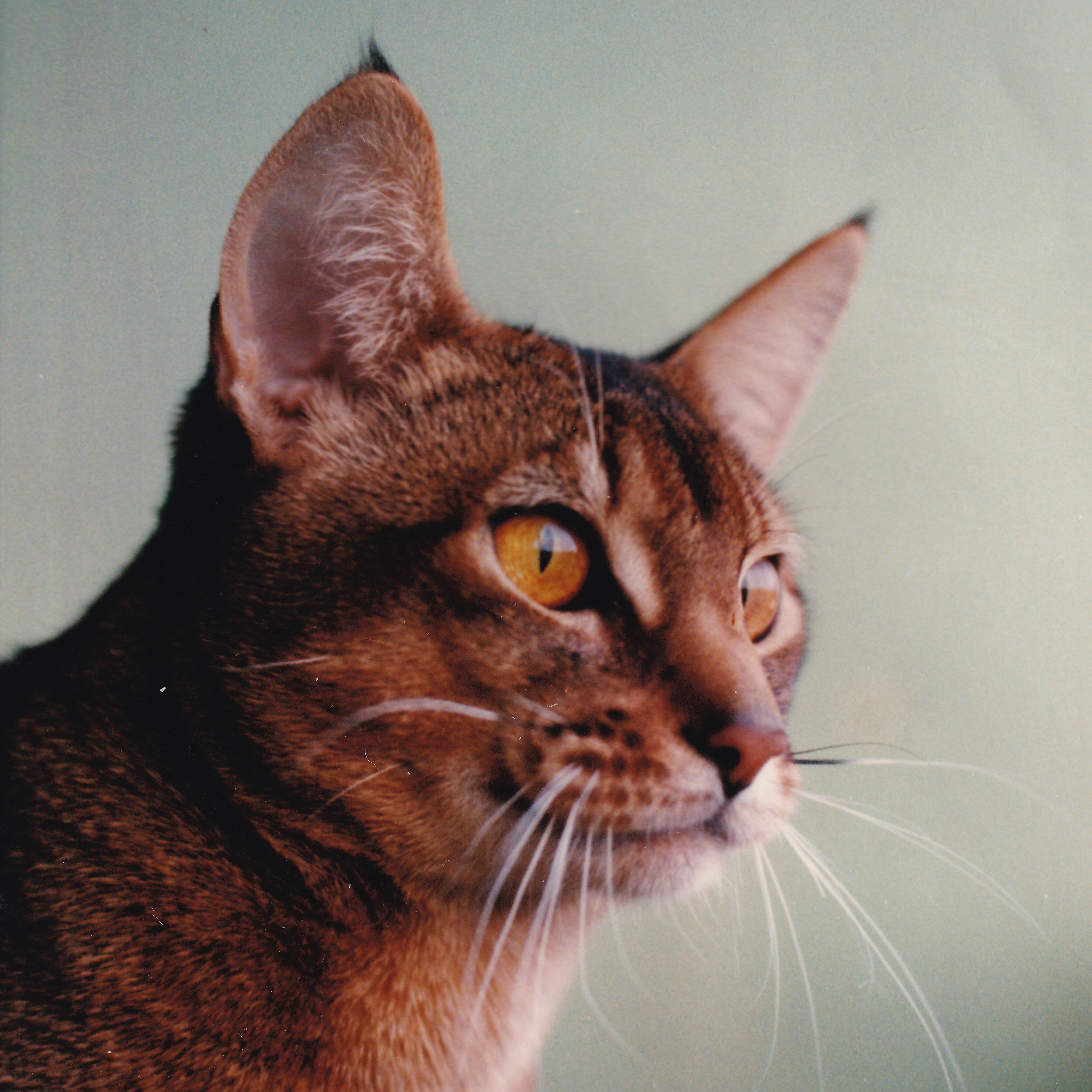 Show Winning Usual Abyssinian cat