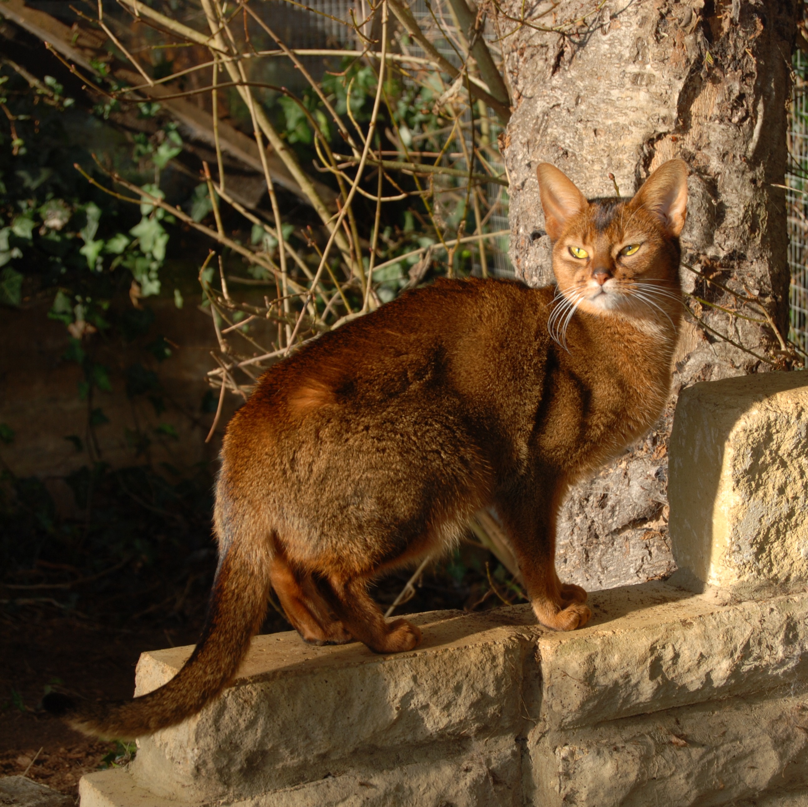 Usual Abyssinian cat