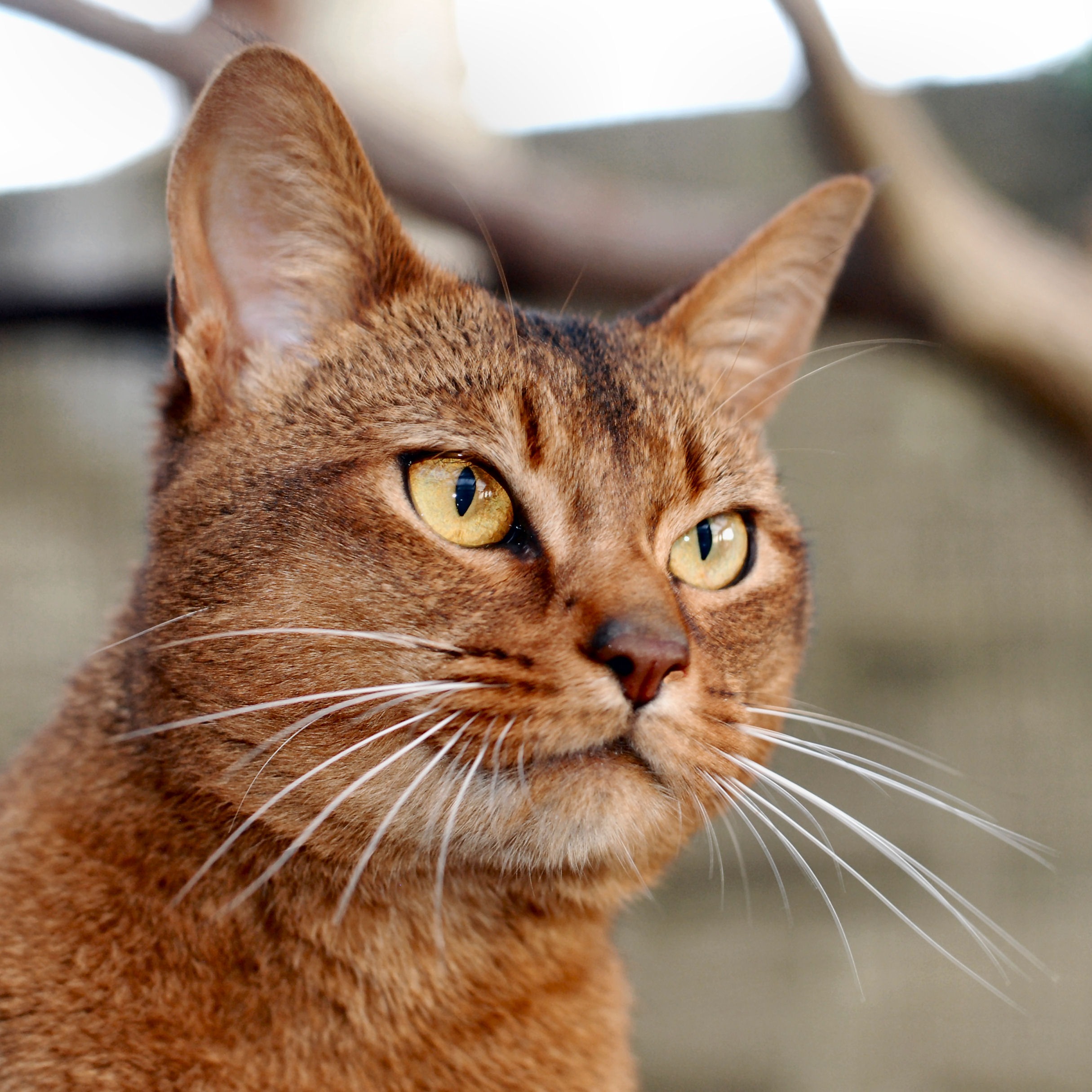 Usual Abyssinian cat