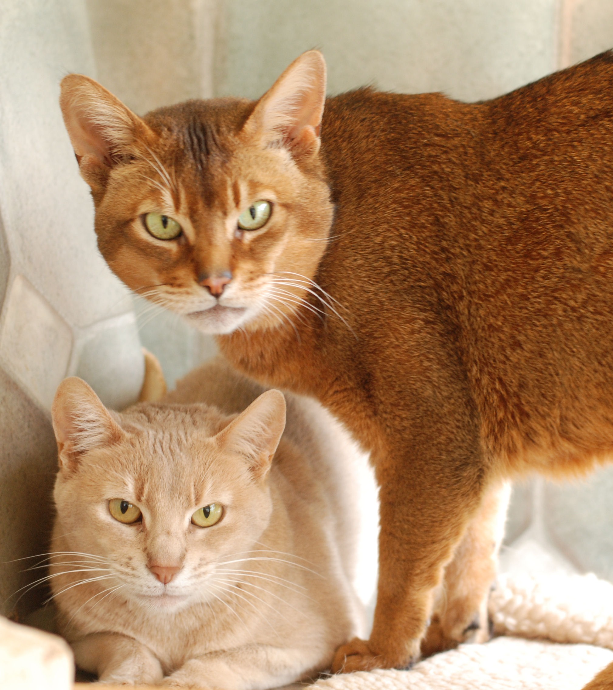 Usual and Fawn Abyssinian cats